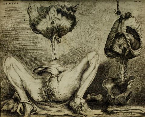 Illustration. A man lies on his back with his knees deeply bent so his hands are tied to and cradle his feet. The area around his rectum is dissected and splayed open. A diaphragm, shaped like an atomic explosion, is nailed incongruously to the wall above the man, and the bones of a human torso hang from a hook next to him.