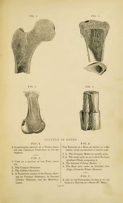 Illustration. Four detail views of bones. Text below reads, “Texture of Bones” over a key explaining each specimen. For example, Fig. 4 shows “A Longitudinal Section of a Femur, Showing the Cellular Structure at Its Extremity”.