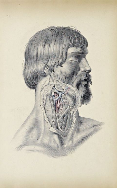 Illustration. The neck of a bearded man is dissected so vessels and tissue are exposed. The arteries are coloured red and the veins blue. The man’s head is turned to our right in profile, his eyes are closed, and his lips parted.