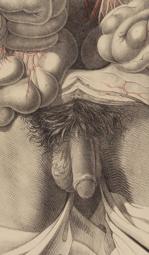 Illustration. Detail view of pubic hair, penis, and testicles below bulging intestines from a dissected area.