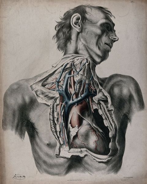 Illustration. The neck and chest of a gaunt man have been dissected and some parts coloured in red or blue. The man’s head turns to our right, his eye sockets in deep shadow and his high cheekbones pronounced. His lips are open.