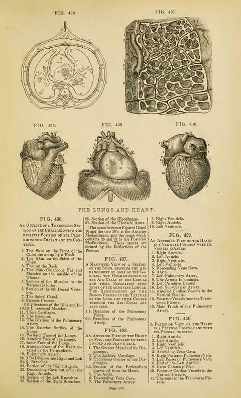 Illustration. Five detail views of “The Lungs and Heart”. Each specimen is labelled with numbers, which are explained in more detail in the key below.