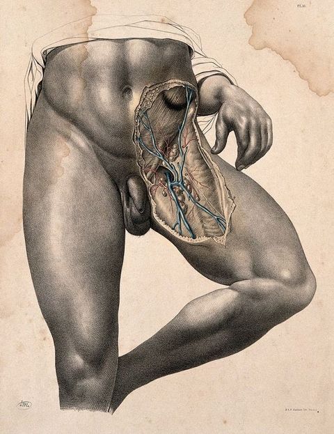 Illustration. A man’s muscled body is shown from mid-torso down. The area of his left hip to mid-thigh is exposed, some areas coloured blue or red. That leg bends so the foot tucks behind the knee of the other leg, which is straight. The man’s left middle finger brushes the dissected thigh, and the pointer finger is tucked behind. Drapery is outlined around the torso and arm.