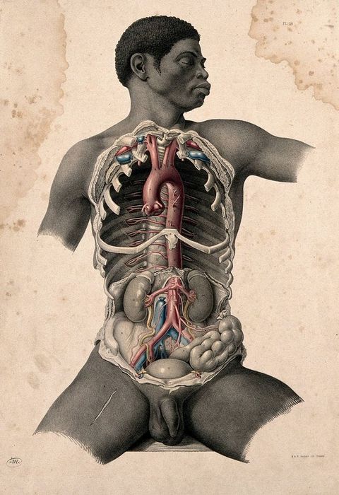 Illustration. The chest cavity and abdomen of a nude Black man are exposed. Some of the parts are painted red, blue, or yellow. His head turns to our right, eyes closed. His body is shown to the upper arms and upper thighs.