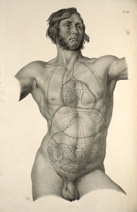 Illustration. The head, torso, and genitals of a muscular man are shaded in detail. He has wavy dark hair and long mutton chops. The location of organs over his chest and abdomen are outlined and labelled over his skin.