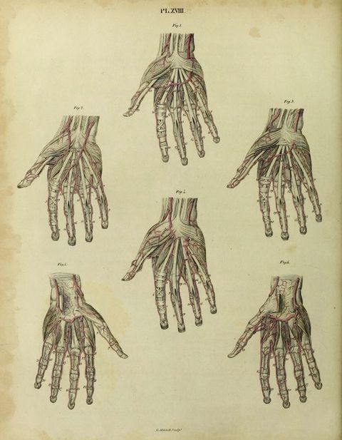 Illustration. Six hands are shown from the wrist up and with the skin removed. Some vessels are coloured in red against the bone and sinew, and each is identified with a figure number.