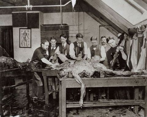 Black and white photograph. A partially dissected person lies face down, a dissected arm falling off the front edge of the table. Six pale-skinned men work on this or another cadaver behind. Two of the men smoke cigars, and a seventh man looks at us from the background. Another corpse is laid out to our left in front of an anatomical chart hanging on the wall.