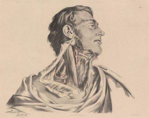 Illustration. Shown from the shoulders up, a man’s head turns to our right in profile. The area from the earlobe to the clavicle is dissected, the skin folded back. Vessels are painted red, and the rest is shaded in tones of grey. The man’s eyes are open, and his lips are parted.