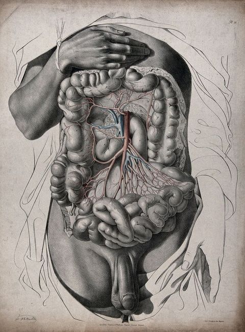 Illustration. The torso of a man has been dissected. Arteries and veins are coloured red or blue. One wrist is tied up so the hand rests on the upper chest. That arm and the torso are highly detailed. The other arm and drapery surrounding the torso are line drawings.