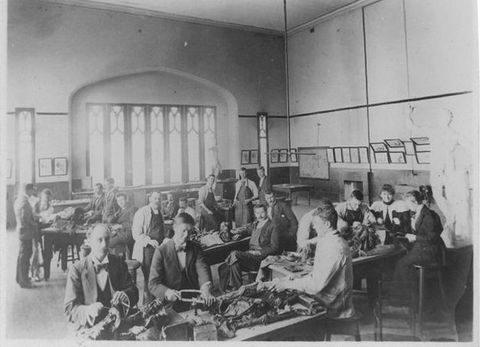 Black and white photograph. About twenty-five men and at least two women gather in groups of three, four, or five around skeletal cadavers. At the table closest to us, a man holds a hand saw. The room has a high ceiling, and the wall opposite us has a bank of tall, narrow windows with tracery. A white statue of a nude man stands along the right edge of the picture.